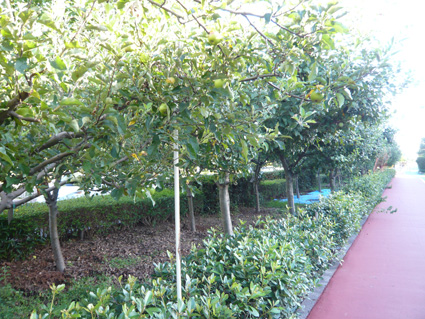 f0222692_858415.jpg