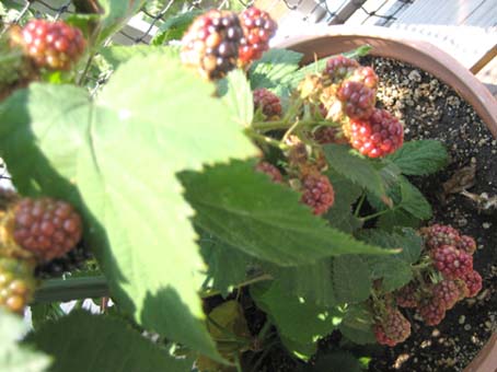 c0004193_1173368.jpg