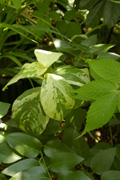 a0157595_12555188.jpg