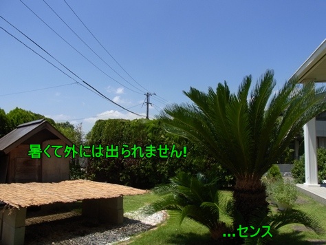 c0205806_1752676.jpg