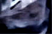e0103408_13105733.gif