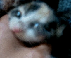 e0103408_1914113.gif