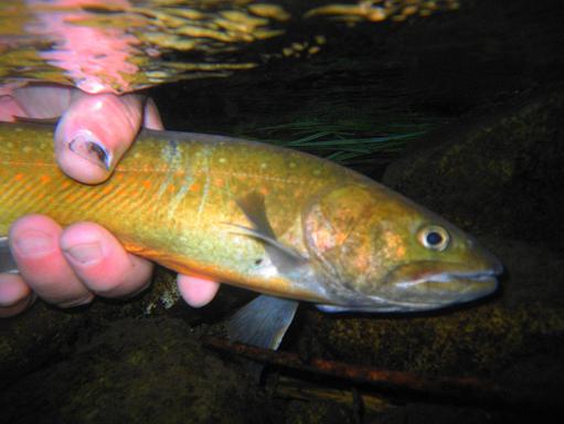 e0123808_0513422.jpg