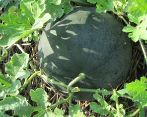 f0231709_21132877.jpg