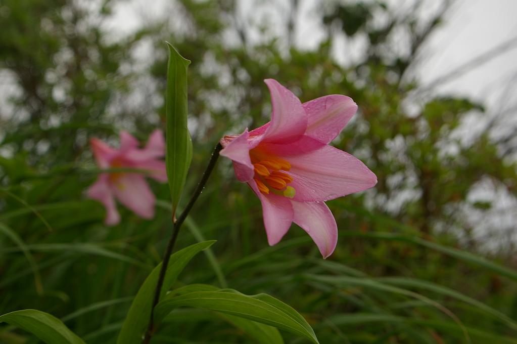 b0062024_7252711.jpg