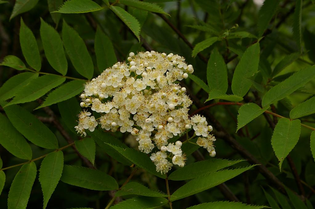 b0062024_7325151.jpg