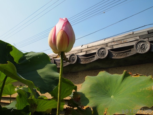 c0133533_2257231.jpg