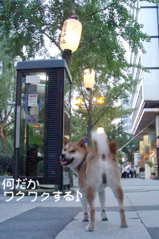 難波神社の夏祭りと柴犬小太郎