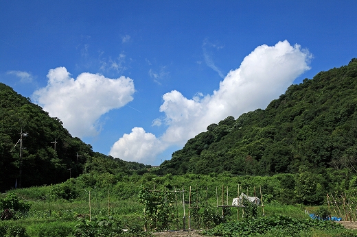 e0190885_19453396.jpg