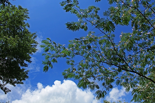 e0190885_19461431.jpg