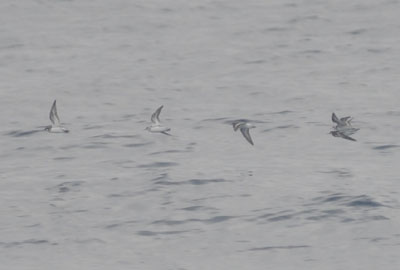 f0159390_164199.jpg
