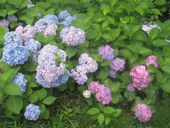 f0201297_1103123.jpg