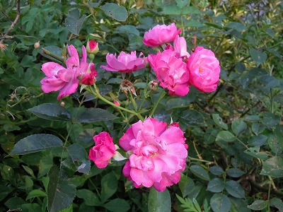 c0117007_21473820.jpg