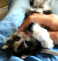 e0103408_19213151.gif