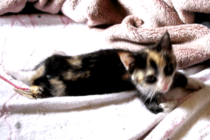 e0103408_1921519.gif