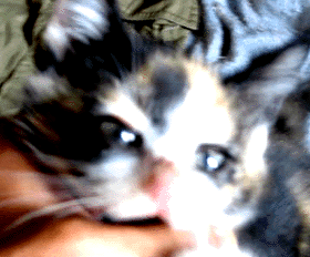 e0103408_19231542.gif
