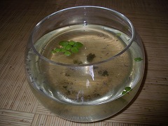 c0190010_1536140.jpg