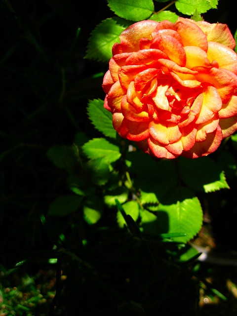 d0170119_0505382.jpg