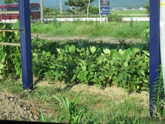 c0134734_11154933.jpg
