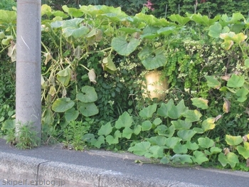 c0134734_11163526.jpg
