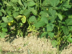 c0134734_1116596.jpg