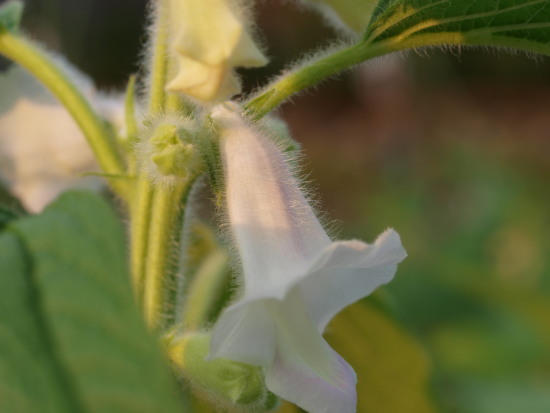 c0072843_4465759.jpg