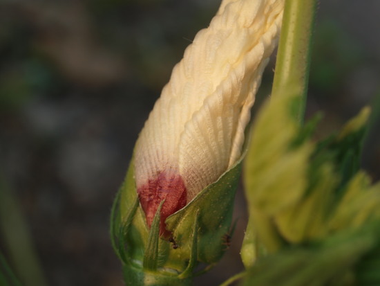 c0072843_4473325.jpg