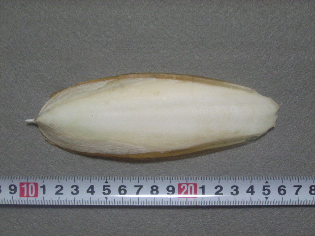 a0157451_2152315.jpg