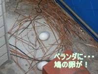 d0054461_194133.jpg