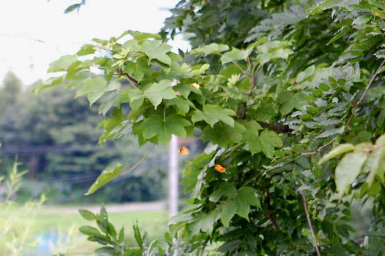 b0167762_22182853.jpg