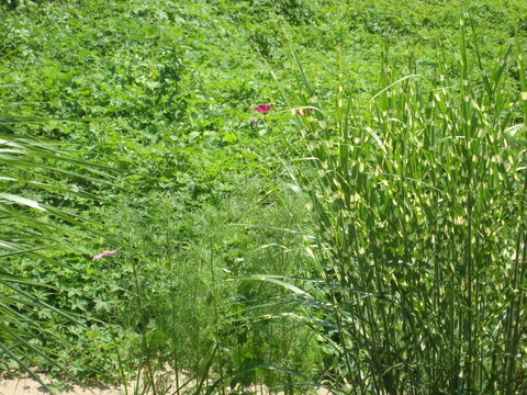 d0152765_2117011.jpg
