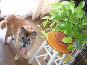 f0005081_11555260.jpg