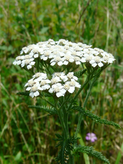 e0145782_15252457.jpg