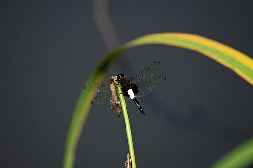 e0190885_18505789.jpg