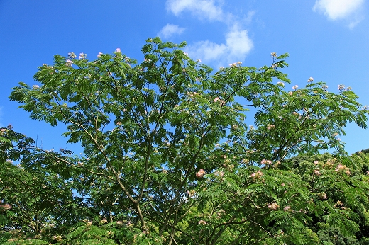 e0190885_18511914.jpg