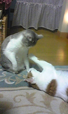 a0026089_1727429.jpg