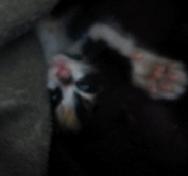 e0103408_2144267.gif