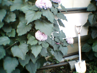 f0114517_146275.jpg