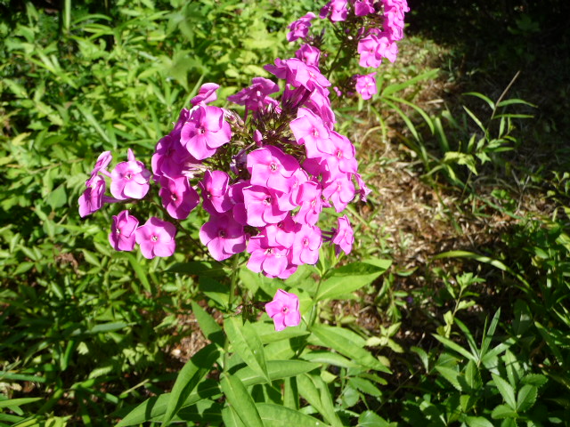 b0190242_115536.jpg