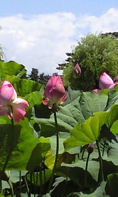 b0014350_22392764.jpg