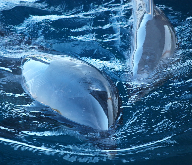 c0186760_610295.jpg