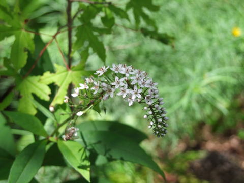 e0088260_21584594.jpg
