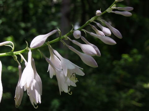 e0088260_21591817.jpg