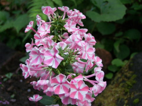 e0088260_21595831.jpg