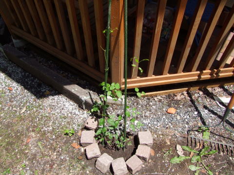 e0088260_2203691.jpg