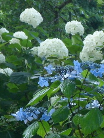 e0017562_1091594.jpg