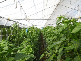 f0055264_2335884.jpg