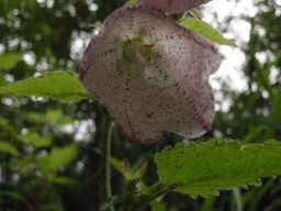 c0042869_15151727.jpg