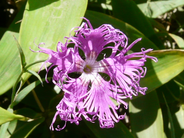 e0145782_1973789.jpg