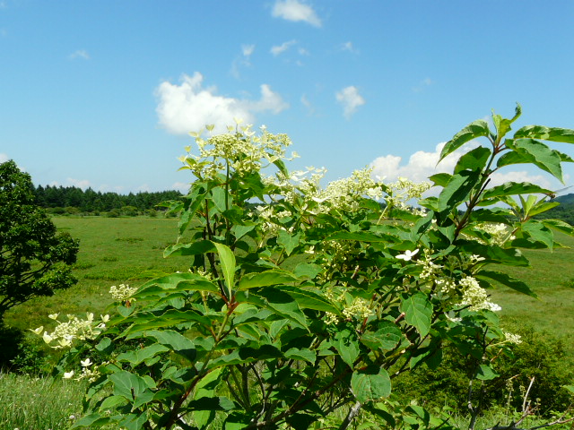 e0145782_1992121.jpg